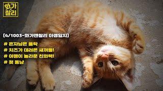 [4/1003 화가앤찰리 아깽일지] 엄마가 없어도 외롭지 않아! 남의 새끼에게 젖을 주는 고양이