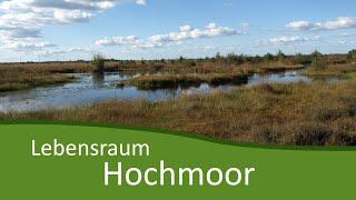 Lebensraum Hochmoor