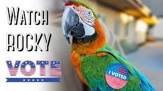 My Macaw Went to the Polls!  Rocky's First Voting Experience!