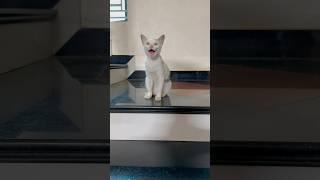 smart cat #cats #cat #catvideos #shorts