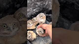 Release the Owls! Ozzy Man Quickies