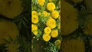 marigold seeds