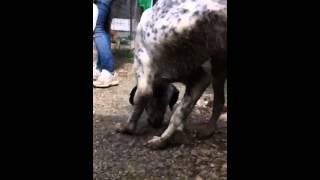 Spot - Vergessene Tierseelen