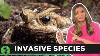 Invasive Species | Ecosystems Assassins