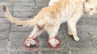 Stray cat with missing claws walks on "meat ball", every step hurts like a knife