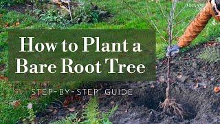 How to Plant a Bare Root Tree (Step-by-Step Guide) | Tree 101