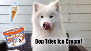 DOG EATS ICE CREAM! | Enzo Tries Things