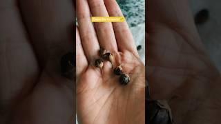 Crepe Myrtle seeds!! #plantcare #gardening #plantpropagation