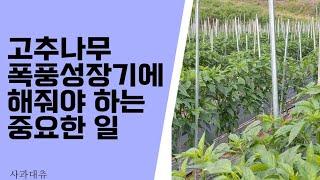 고추나무 2단 줄에 고정하기, 이제부터 방제가 중요한 이유