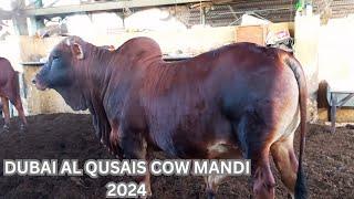 QUSAIS DUBAI CATTLE MARKET 2024