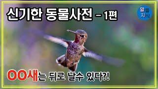 신기한 동물사전(1편) | 뒤로 나는 유일한 새 '벌새'(hummingbird)