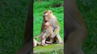 Best Clip Of Baby Monkey Family Real Life. Luno monkey baby i.nc.tes mum to st.o.p Jovi s.eize milk.