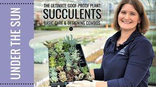 Simple Succulent Arrangement Ideas and Basic Care