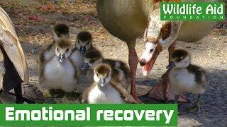 When it all goes wrong - Amazing goose rescue