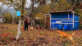 TAVUK YİYOR DİYE BAĞLIYORDUM  ŞİMDİ HEM KÖPEĞİM HEM TAVUKLAR SERBEST BAKALIM NE OLACAK???