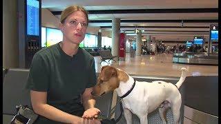 Spürhund „Matz“ kontrolliert Koffer auf illegale Souvenirs am Hamburger Flughafen