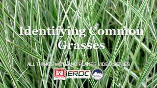 Identifying Common Grasses