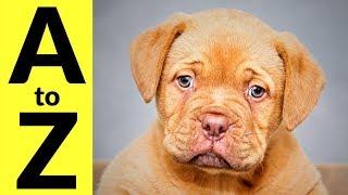 Animals in English Vocabulary for Kids, Babies, Children - Learn All Animal Species A to Z