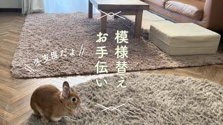 うさぎさん模様替えのおてつだい