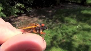 A Magicicada septendecim cicada trying to drink from my thumb. (Brood II, New Jersey, 2013)