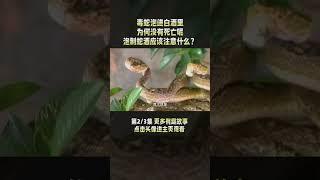 2/3 泡在酒里的毒蛇复活？村民喝蛇酒却被毒蛇咬伤，毒蛇为何没死呢？#酒 #蛇酒 #毒蛇