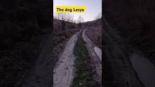 #dog Lesya on a walk, 25.11.24 #всебудеукраїна