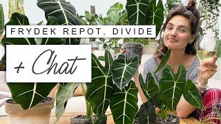 PJs, Wine + HUGE Plant Repot 🪴 Dividing Alocasia Frydek and Chat