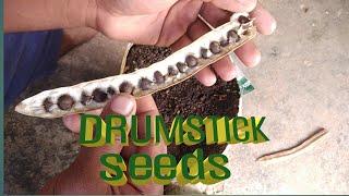 How to grow drumstick from seeds|Growing moringa from seeds