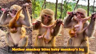 Mother monkey holds baby monkey and gnaws baby monkey's leg, mother monkey treats her baby badly