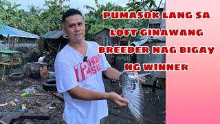 PUMASOK LANG SA LOFT NAGING WINNER ANG ANAK. RONALD SALON NAGA CITY |Reggie Cruz Loft & Aviary