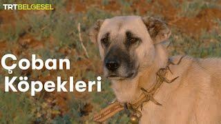 Çoban Köpekleri