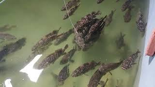 morning with grouper || close Incounter ||  relaxing sound || jerrys vlog official