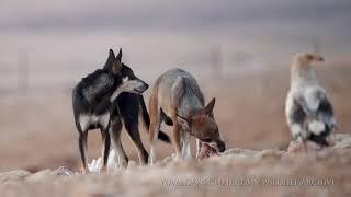 Arabian wolf and feral dog interbreed / זלב