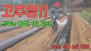 고추망 씌우기 레전드!!! 고추망이 편해요~