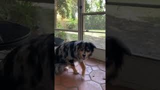 Bird songs and happy sniffs ️ Australian Shepard