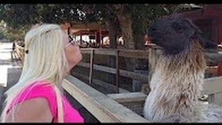 AWESOME Llama spit compilation Funny Pino  Llama spits in woman's face