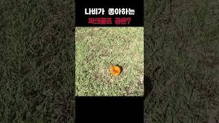 나비가 좋아하는  파크골프 공은 어떤 색 일까요?