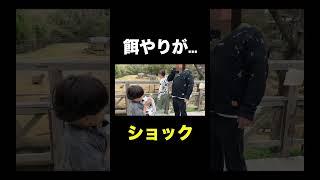 楽しみにしてた。 #しょうやん男三兄弟 #shorts #悲劇 #動物園