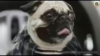 Nissan Cube - Comercial de TV - Propaganda com Pug