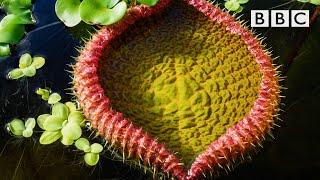 The giant water lily is VICIOUS!  The Green Planet  BBC