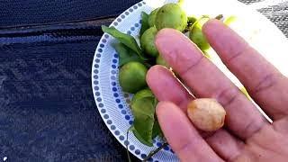 Guinep/Quenepa Update - How to Eat and Grow Guinep (Quenepa) - Tropical Fruit Growing in UK