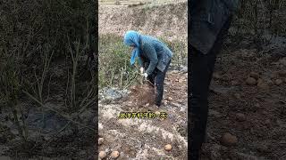 金秋十月，生活在甘肃农村的我们，一天的生活都是什么样的？农村生活 记录真实生活 三农 丰收的季节 洋芋 @抖音小助手 @DOU+小助手