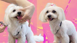 Maltese Dog Grooming Guide