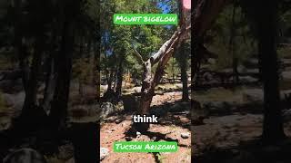 Mount Bigelow | Tucson Arizona #shorts