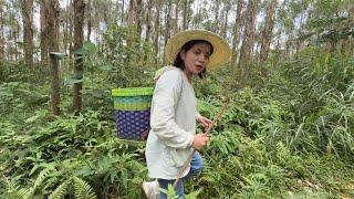 找鸡枞菌偶遇美女，小莫带她们一起去抓鱼，体验捉鱼的乐趣