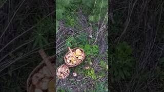 Вечерний сбор маслят 