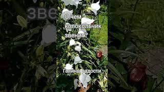 О чем колокольчик звенит?Язык цветов 