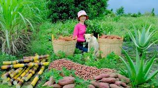 Harvest, Sell, Cook: Sweet Potatoes, Peanuts, Aloe Vera, Sugarcane, Garden, Livestock, Build Farm.