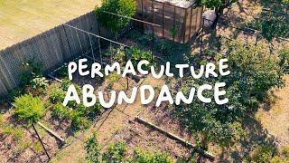 Spring Tour of My Permaculture Garden in the Suburbs