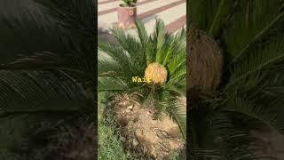 Amazing plant flower #flower #gardeningtrends #gardeningpointds